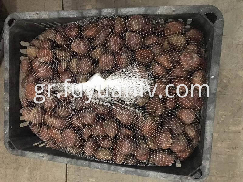 chestnut for USA market